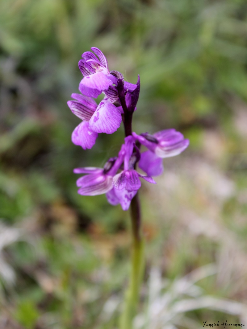 Orchidée en Loire Atlantique Img_3411