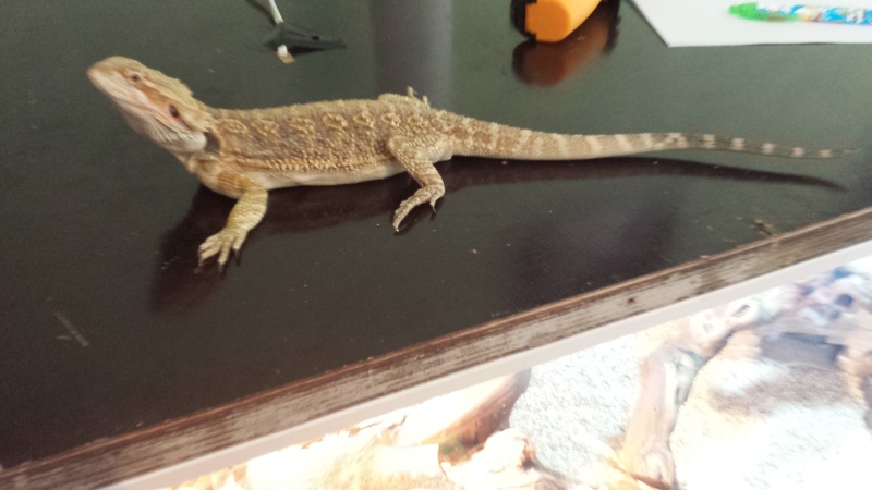 pogona malade ou pas 20140511