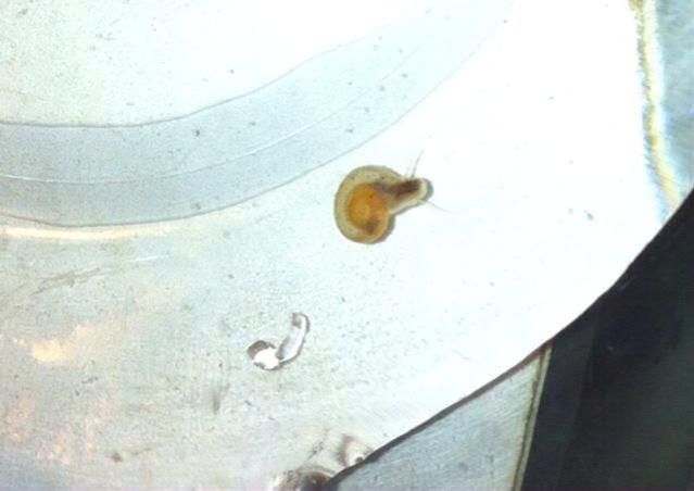 Petit escargots dans mon bac  10250211