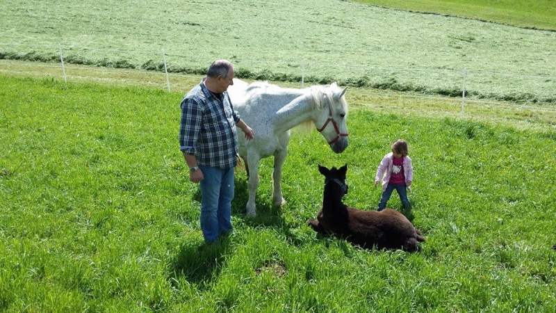 Dep 63, Hermine, jument percheronne  adoptée par Peter ! (Mars 2014) - Page 4 10247310