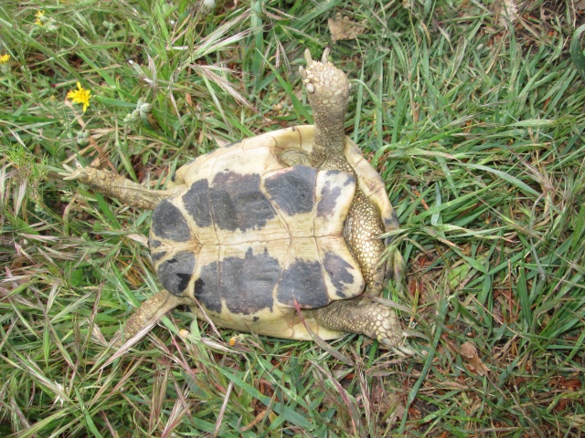 Identification tortue Img_0515