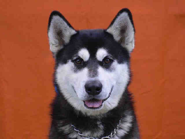 Just rescued a Husky, new to this breed (From SoCal!) Get_im11