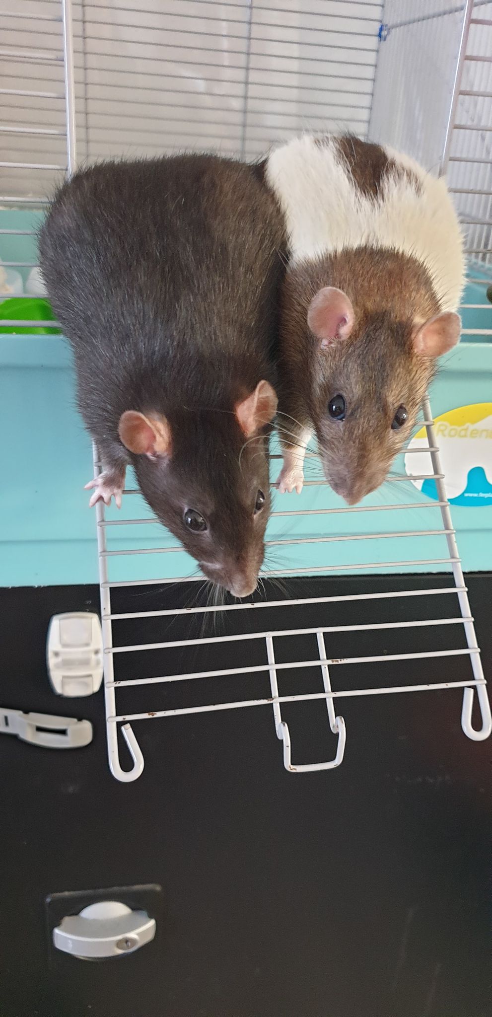 Recherche FA ou adoptants pour deux mamies ratounes de 2 ans et demi 11876511