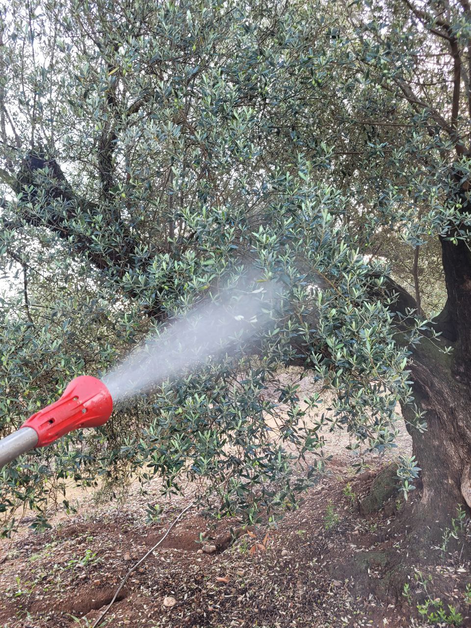 Seguimiento evolución finca secano en Santa Bárbara (Tarragona) Photo_12