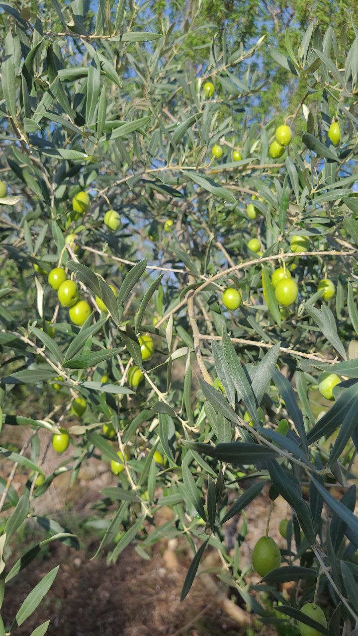 Seguimiento evolución finca secano en Santa Bárbara (Tarragona) Photo_13