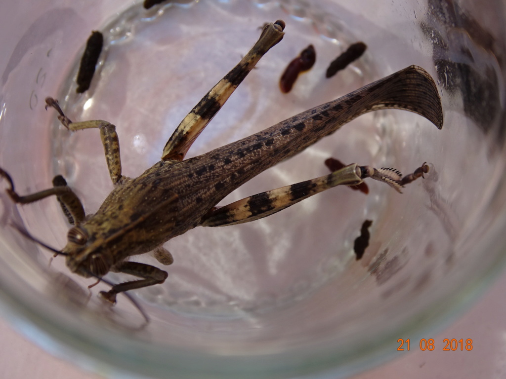 [Anacridium aegyptium] encore une du même jardin Dsc01110