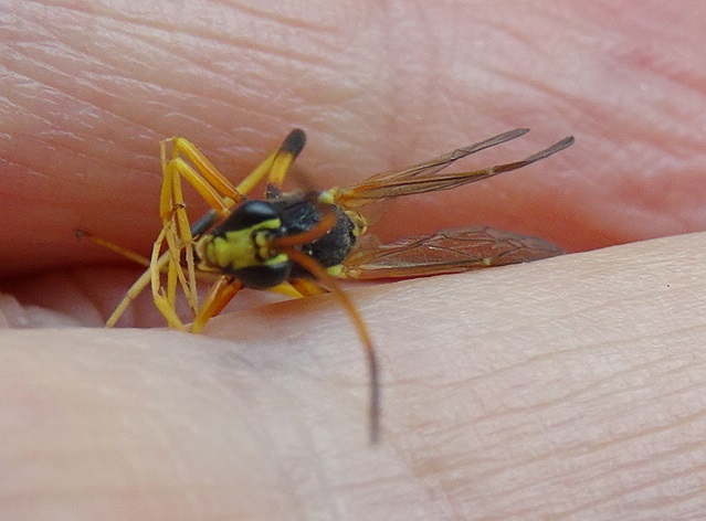 Sceliphron curvatum Noyers sur Jabron 04 Dsc02214