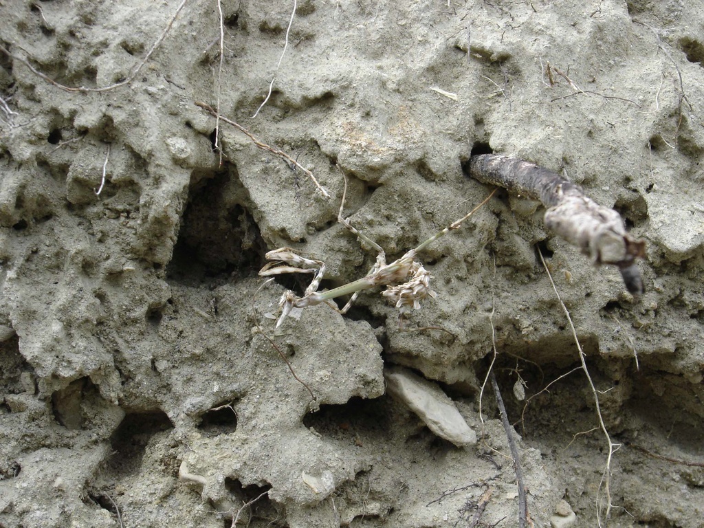 [Empusa pennata] EMPUSA PENNATA, la nana ! Empuse10