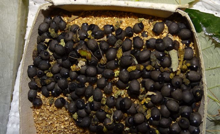 Noms de ces phasmes mâle, femelle et oeufs Oeufs_10