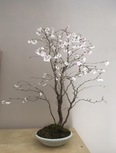 Parlons Bonsaï avec Edriii 盆栽 Prunus10