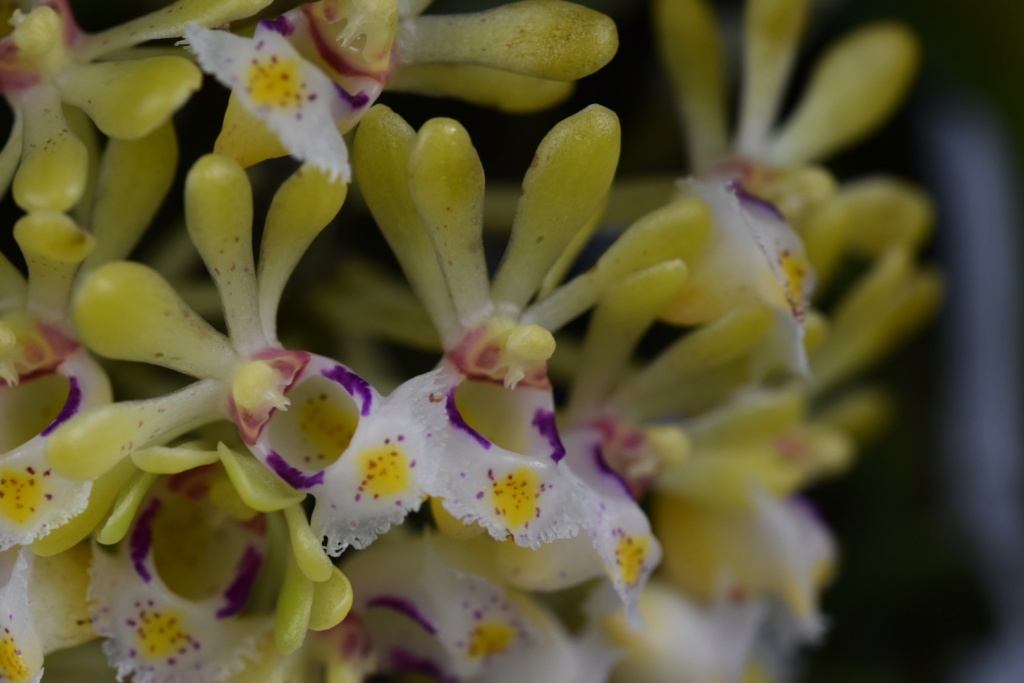 Gastrochilus obliquus  Bri_0031