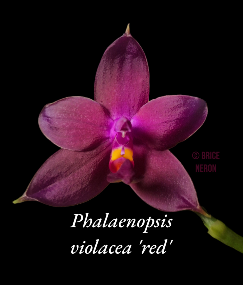 Phalaenopsis violacea 'red' Photor10