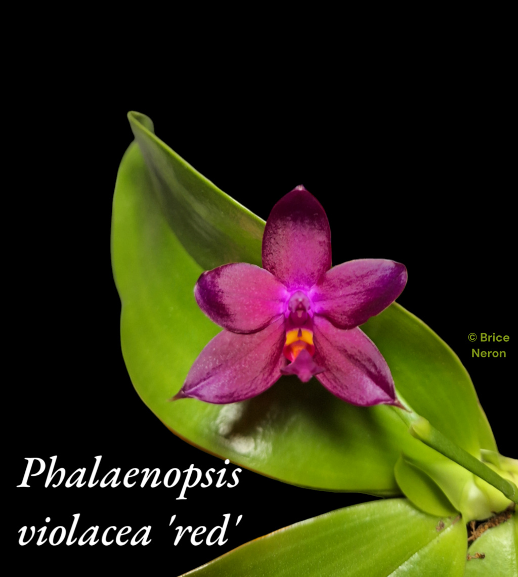 Phalaenopsis violacea 'red' Photor11