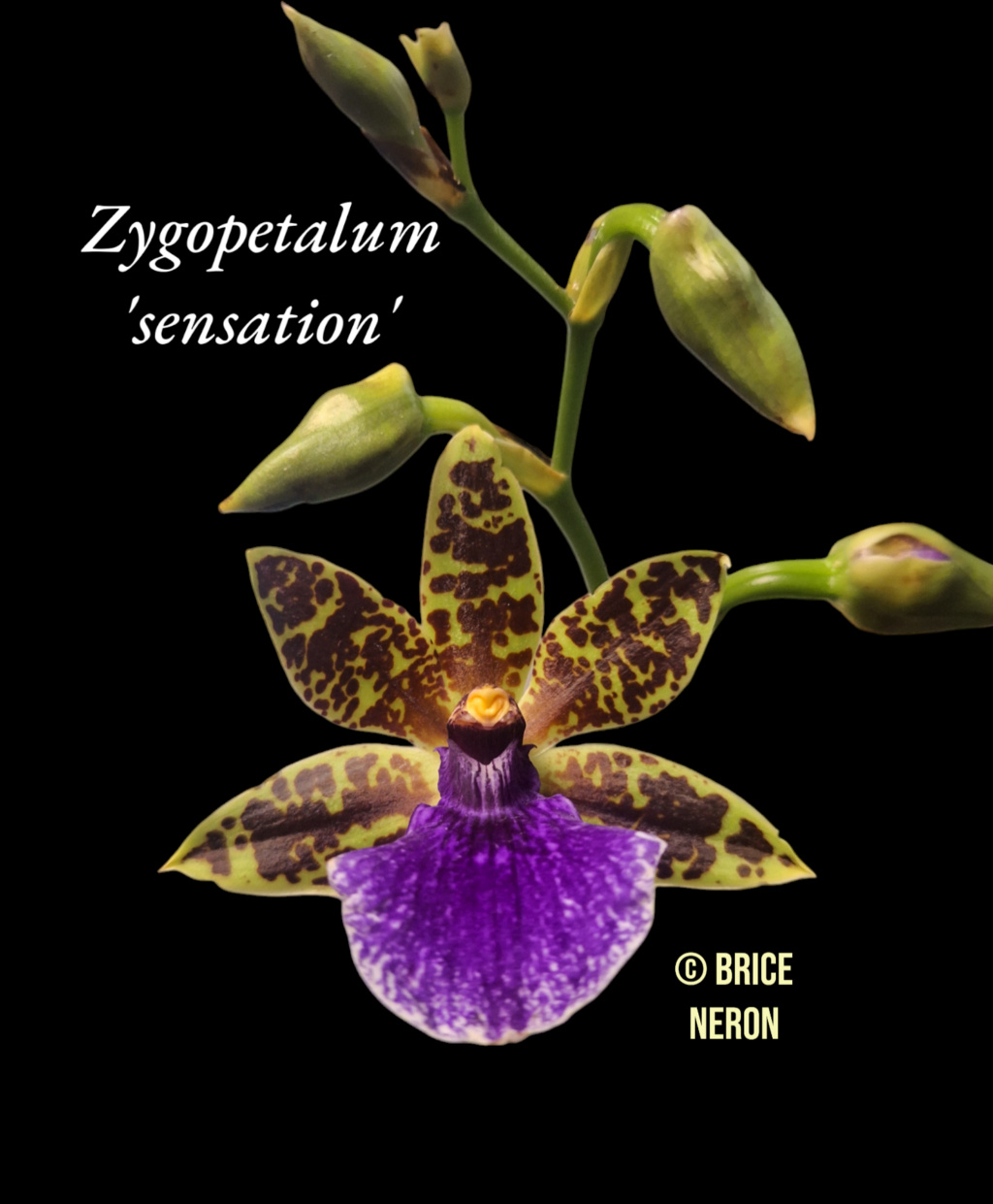 Zygopetalum Sensation  Photor12