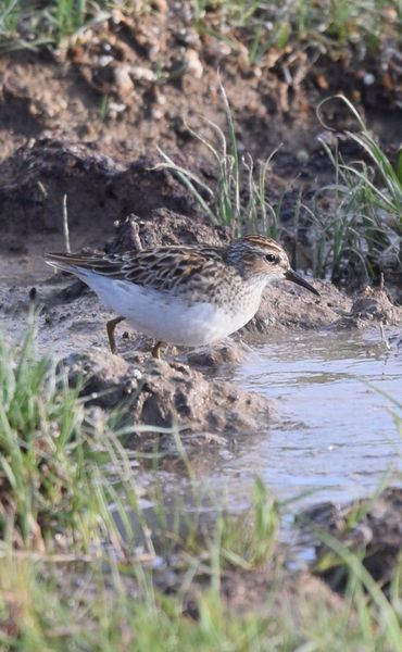 Flore et Faune de Mongolie mai 2018 ... - Page 2 Bzocas10