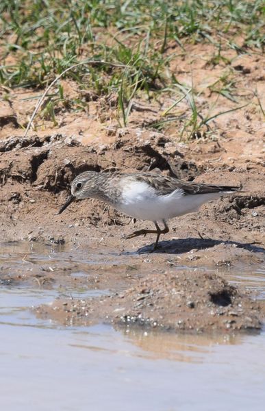 Flore et Faune de Mongolie mai 2018 ... - Page 2 Bzocas11