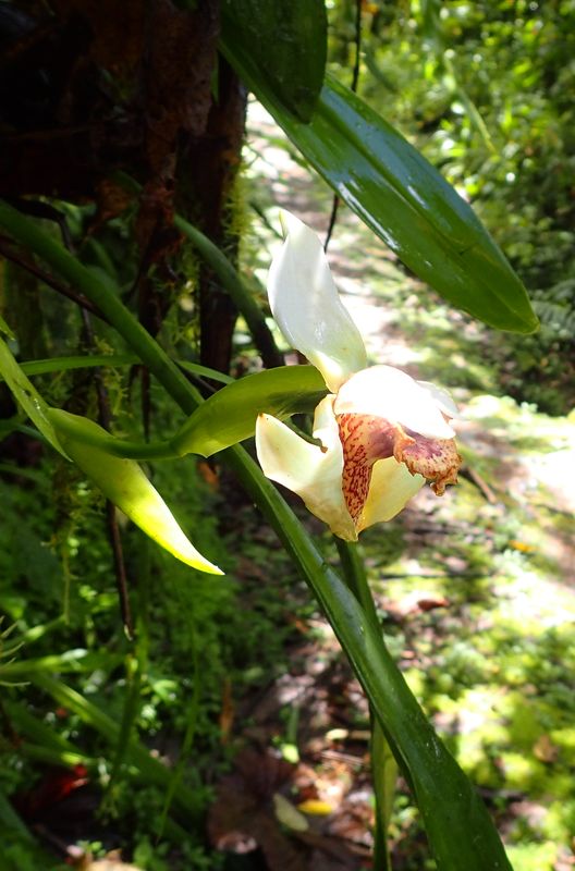 Orchidées du Sud-Est de L'Équateur (juillet-Aout 2021) Dsc_0045