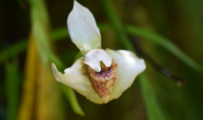 Orchidées du Sud-Est de L'Équateur (juillet-Aout 2021) Dsc_0046