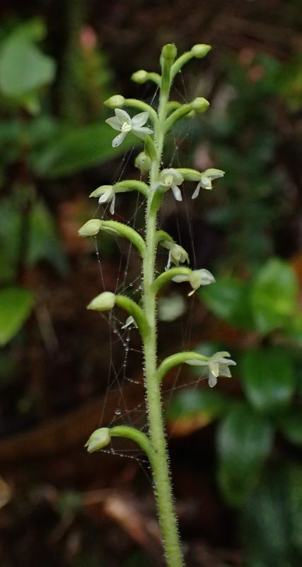 Orchidées du Sud-Est de L'Équateur (juillet-Aout 2021) Dsc_0053