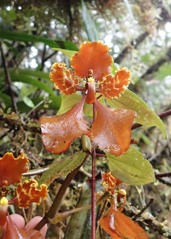Orchidées du Sud-Est de L'Équateur (juillet-Aout 2021) Dsc_0055
