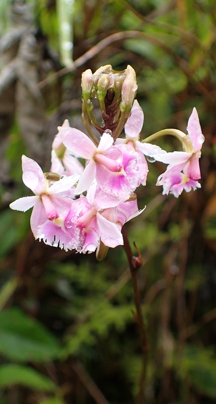 Orchidées du Sud-Est de L'Équateur (juillet-Aout 2021) Dsc_0057
