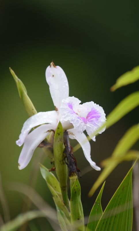 Orchidées du Sud-Est de L'Équateur (juillet-Aout 2021) Dsc_0063