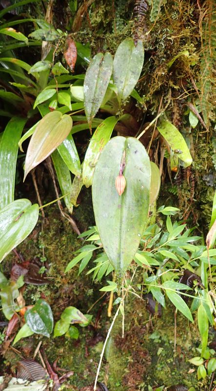Orchidées du Sud-Est de L'Équateur (juillet-Aout 2021) Dsc_0068