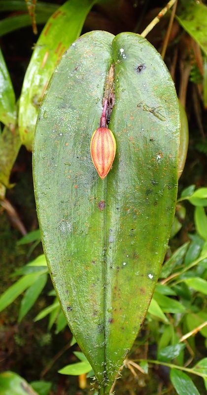 Orchidées du Sud-Est de L'Équateur (juillet-Aout 2021) Dsc_0069