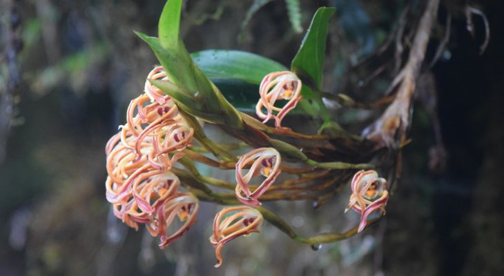 Orchidées du Sud-Est de L'Équateur (juillet-Aout 2021) Dsc_0072