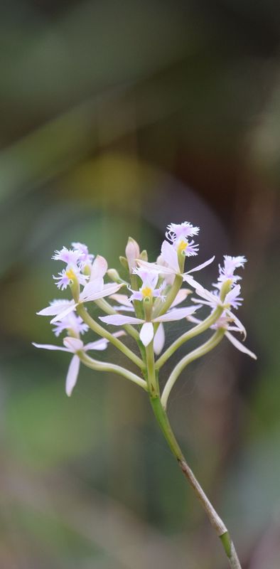 Orchidées du Sud-Est de L'Équateur (juillet-Aout 2021) Dsc_0075