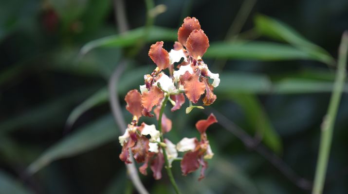 Orchidées du Sud-Est de L'Équateur (juillet-Aout 2021) Dsc_0079