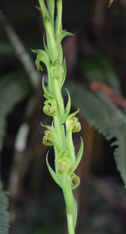 Orchidées du Sud-Est de L'Équateur (juillet-Aout 2021) Dsc_0081