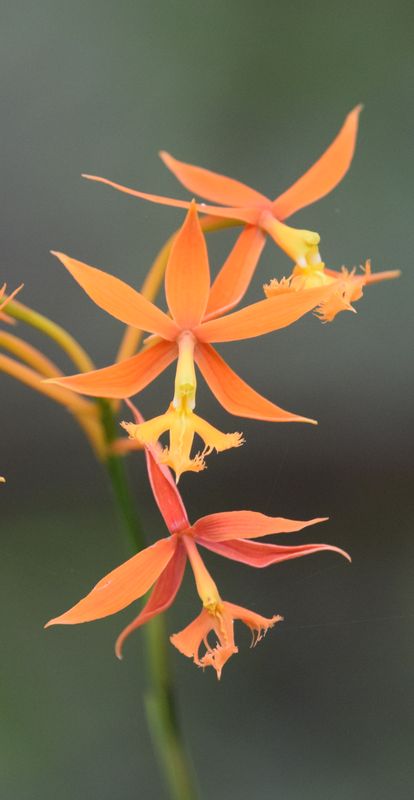 Orchidées du Sud-Est de L'Équateur (juillet-Aout 2021) Dsc_0087