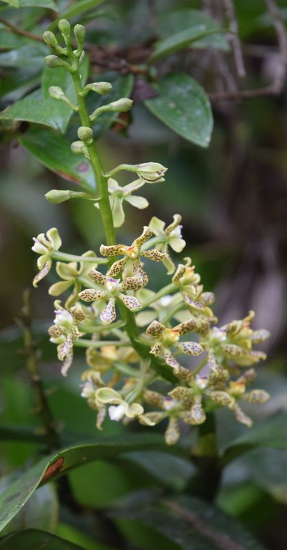 Orchidées du Sud-Est de L'Équateur (juillet-Aout 2021) Dsc_0090