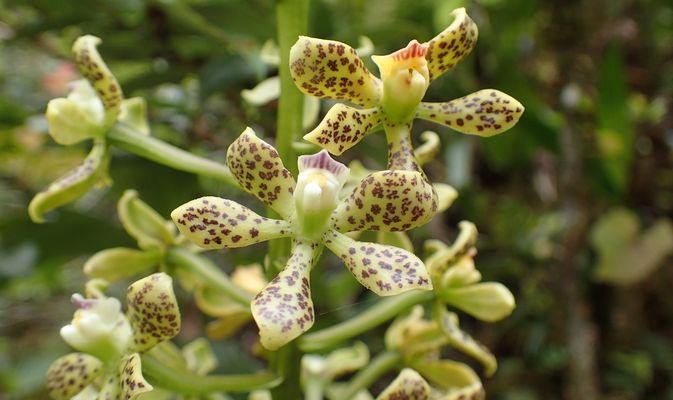 Orchidées du Sud-Est de L'Équateur (juillet-Aout 2021) Dsc_0091