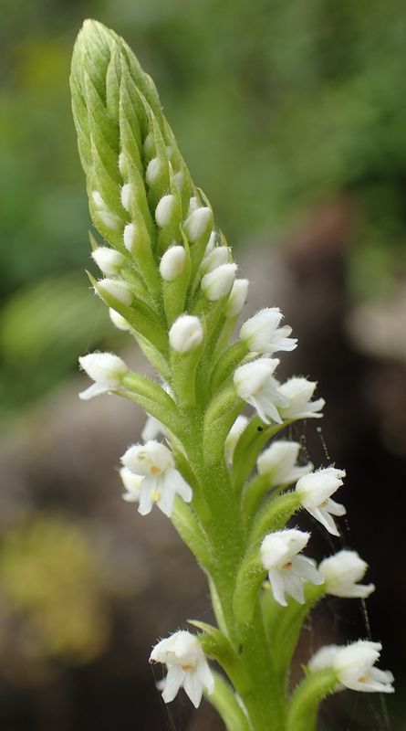 Orchidées du Sud-Est de L'Équateur (juillet-Aout 2021) Dsc_0092