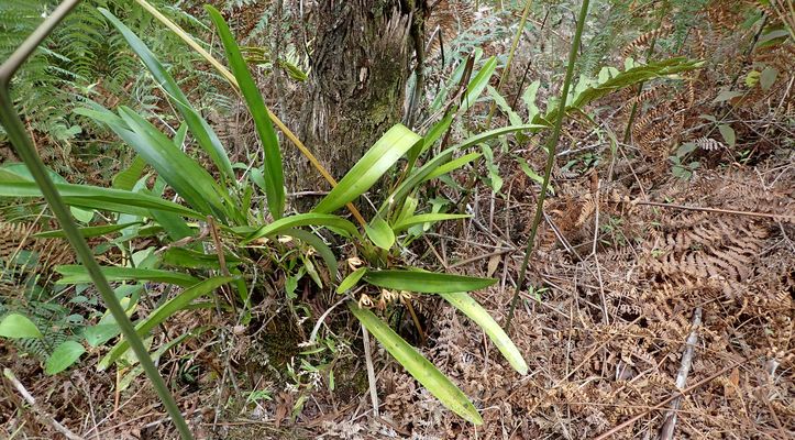 Orchidées du Sud-Est de L'Équateur (juillet-Aout 2021) Dsc_0095