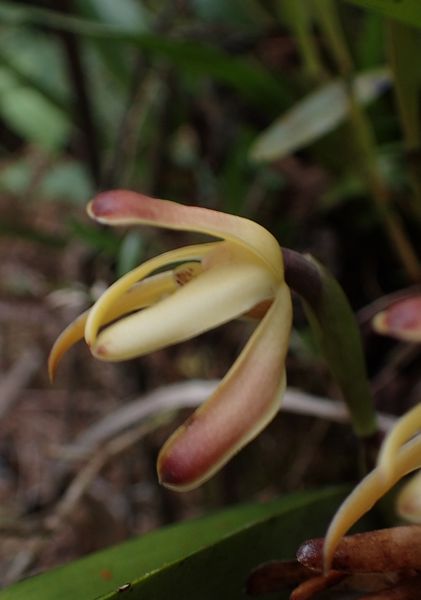 Orchidées du Sud-Est de L'Équateur (juillet-Aout 2021) Dsc_0097