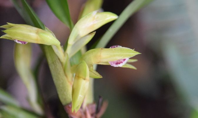 Orchidées du Sud-Est de L'Équateur (juillet-Aout 2021) Dsc_0100