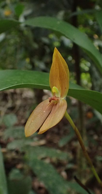 Orchidées du Sud-Est de L'Équateur (juillet-Aout 2021) Dsc_0103