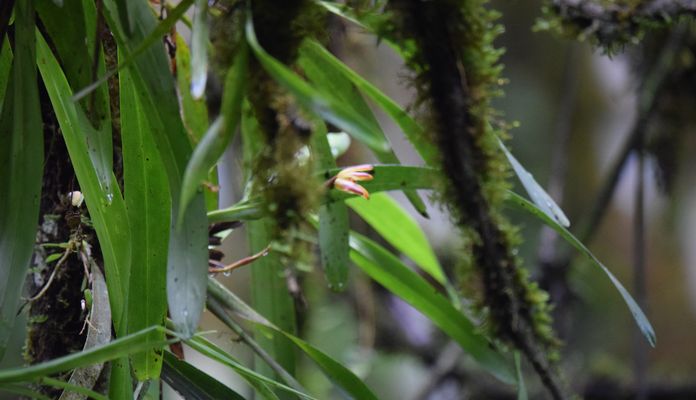 Orchidées du Sud-Est de L'Équateur (juillet-Aout 2021) Dsc_0105