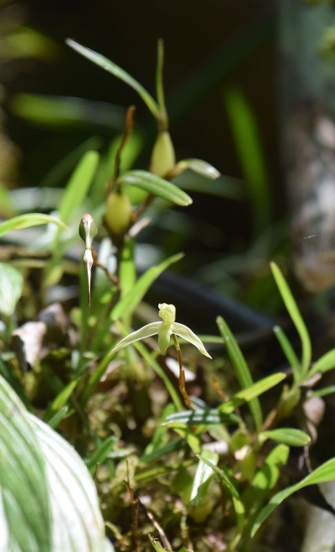 Orchidées du Sud-Est de L'Équateur (juillet-Aout 2021) Dsc_0287