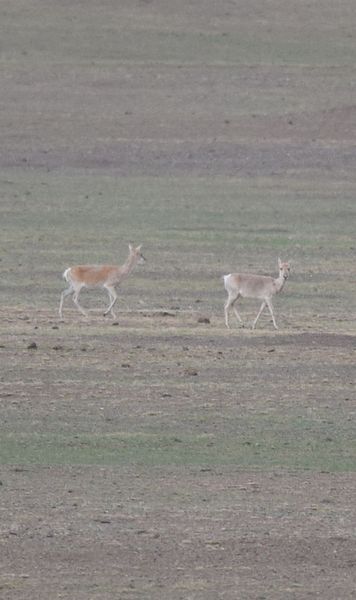 Flore et Faune de Mongolie mai 2018 ... Dsc_0919