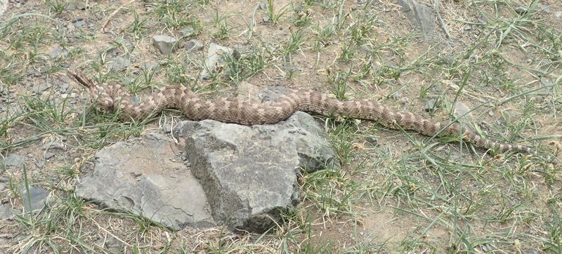 Flore et Faune de Mongolie mai 2018 ... Dsc_1149