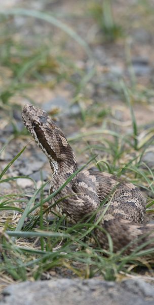 Flore et Faune de Mongolie mai 2018 ... Dsc_1150