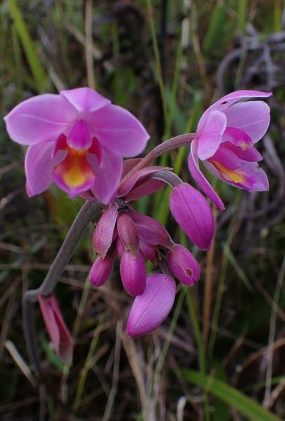 Quelques Orchidées de Papouasie de l'Ouest, Août 2023 Dsc_1458