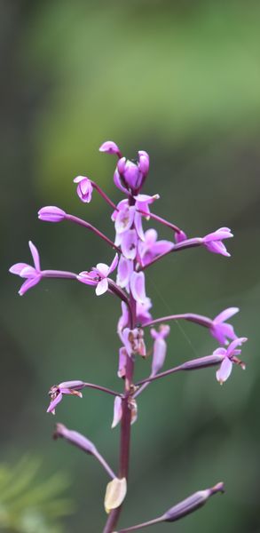 Quelques Orchidées de Papouasie de l'Ouest, Août 2023 Dsc_1461