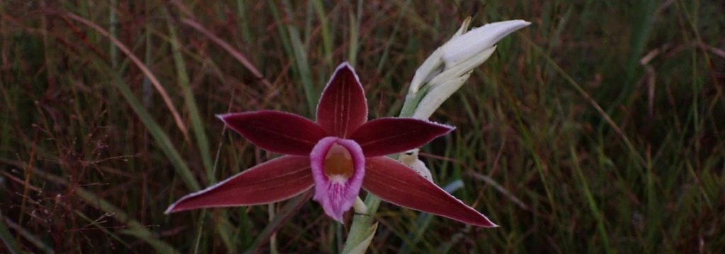 Quelques Orchidées de Papouasie de l'Ouest, Août 2023 Dsc_1467