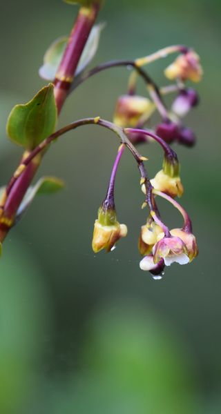 Quelques Orchidées de Papouasie de l'Ouest, Août 2023 Dsc_1481