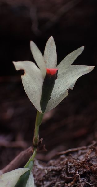 Quelques Orchidées de Papouasie de l'Ouest, Août 2023 Dsc_1483